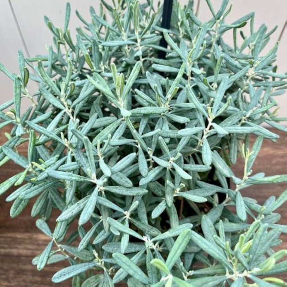 Andromeda Polifolia 'blue Ice', Mini Evergreen - View 28 from www redcrocus com