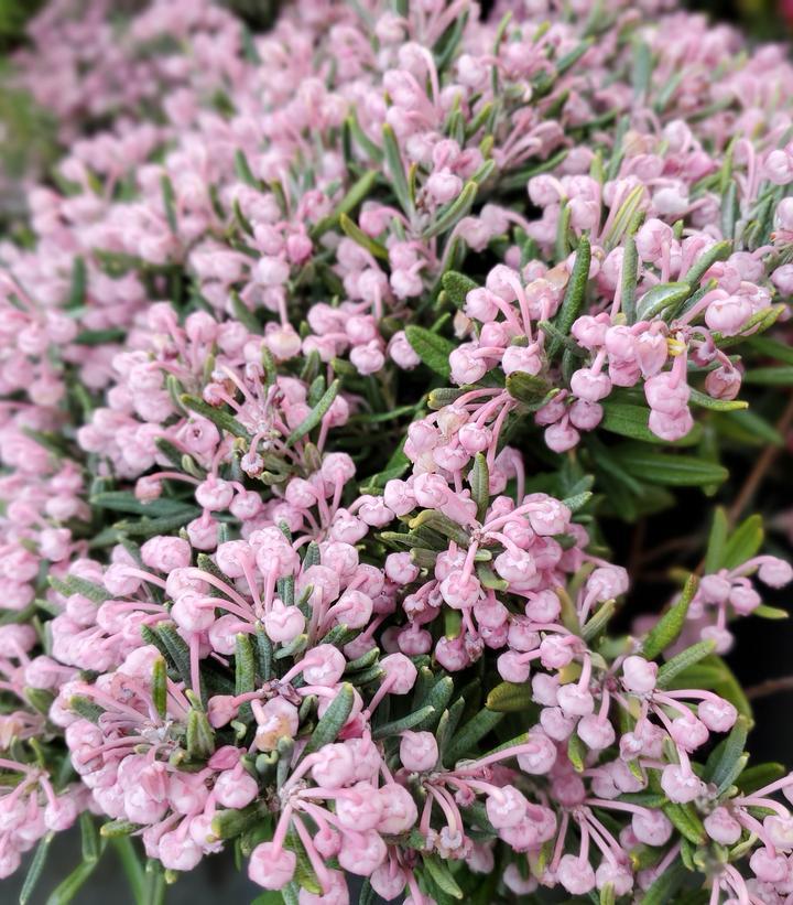 Andromeda Polifolia 'blue Ice', Mini Evergreen - View 2 from www redcrocus com