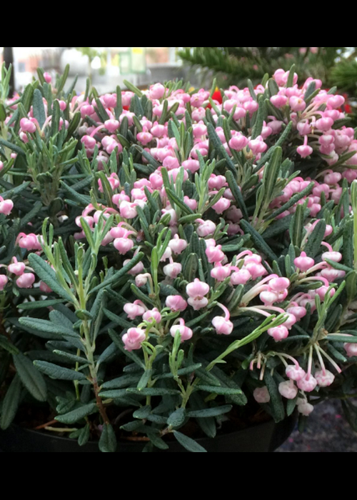 Andromeda Polifolia 'blue Ice', Mini Evergreen - View 3 from www redcrocus com