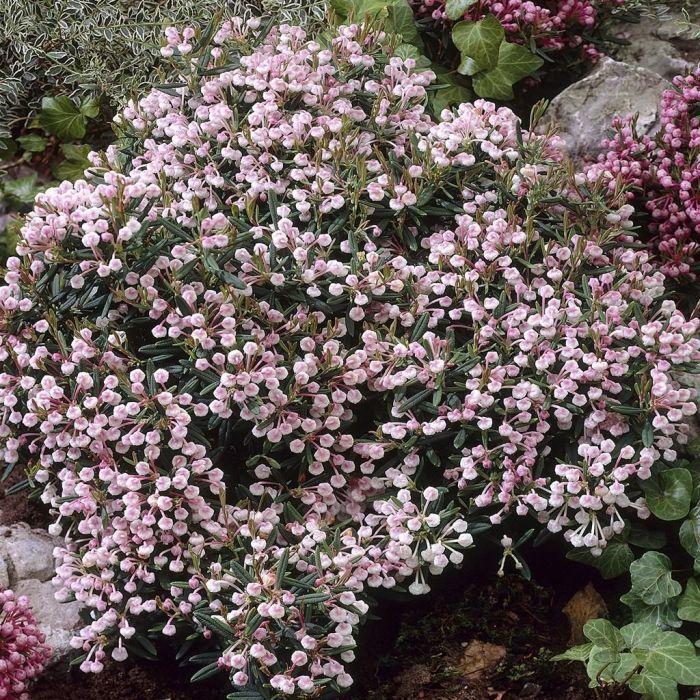 Andromeda Polifolia 'blue Ice', Mini Evergreen - View 4 from www redcrocus com