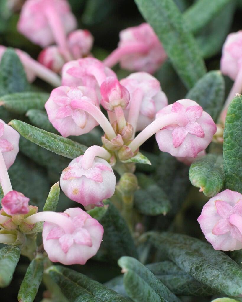 Andromeda Polifolia 'blue Ice', Mini Evergreen - View 5 from www redcrocus com