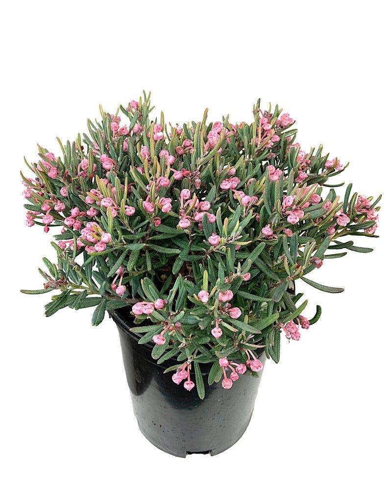 Andromeda Polifolia 'blue Ice', Mini Evergreen - View 7 from www redcrocus com