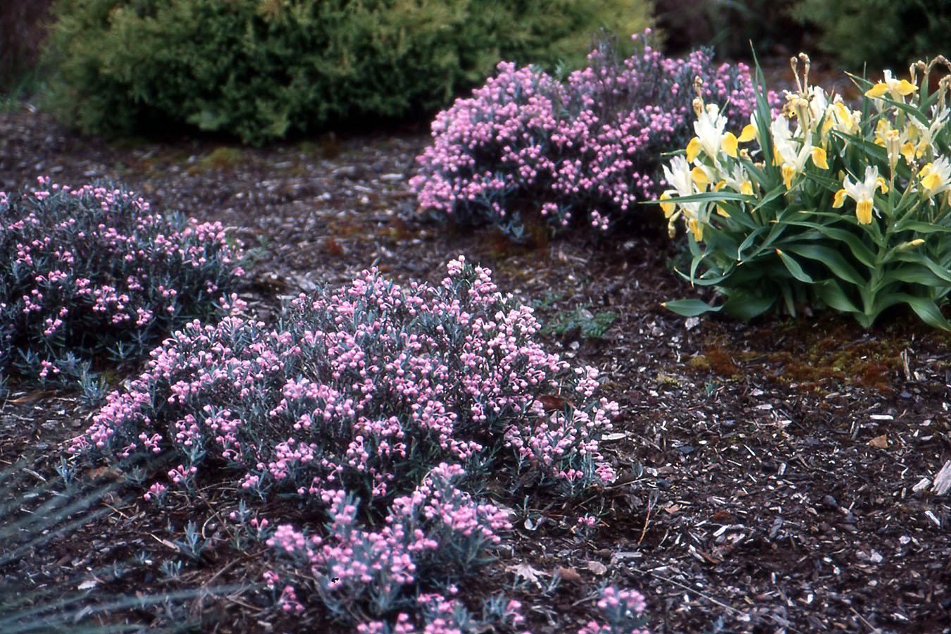Andromeda Polifolia 'blue Ice', Mini Evergreen - View 8 from www redcrocus com