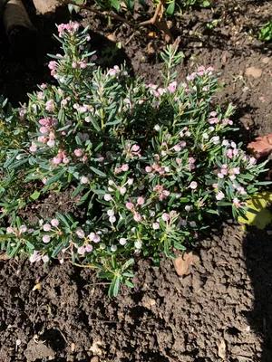 Andromeda Polifolia 'blue Ice', Mini Evergreen - View 9 from www redcrocus com