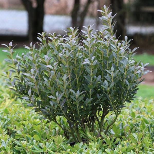 Ilex Glabra 'shamrock', Mini Evergreen - View 10 from www redcrocus com