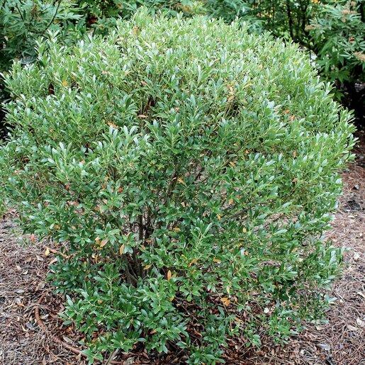 Ilex Glabra 'shamrock', Mini Evergreen - View 12 from www redcrocus com