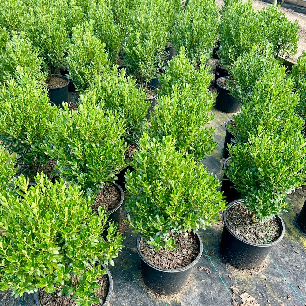 Ilex Glabra 'shamrock', Mini Evergreen - View 14 from www redcrocus com