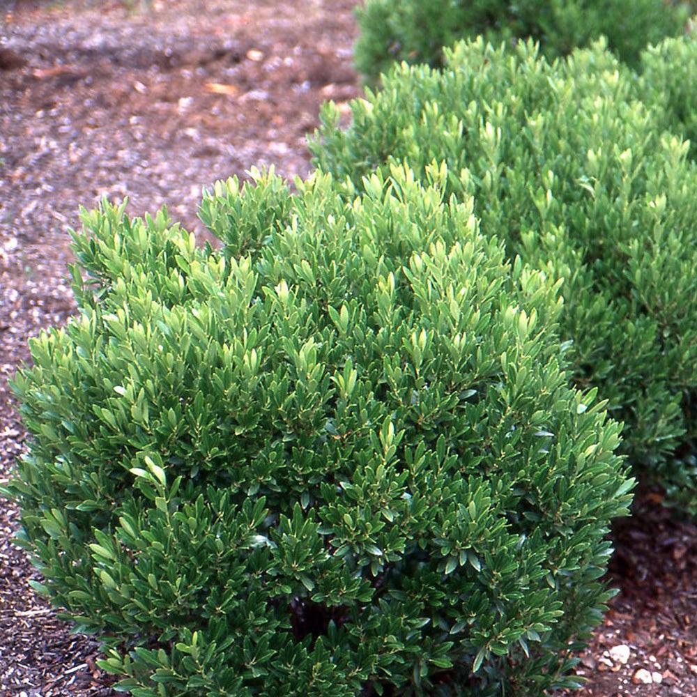 Ilex Glabra 'shamrock', Mini Evergreen - View 19 from www redcrocus com
