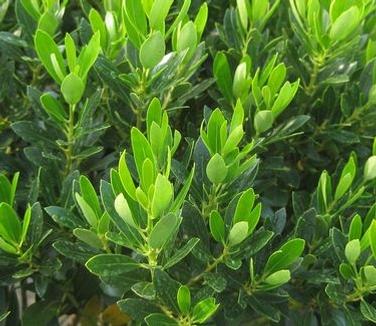 Ilex Glabra 'shamrock', Mini Evergreen - View 20 from www redcrocus com