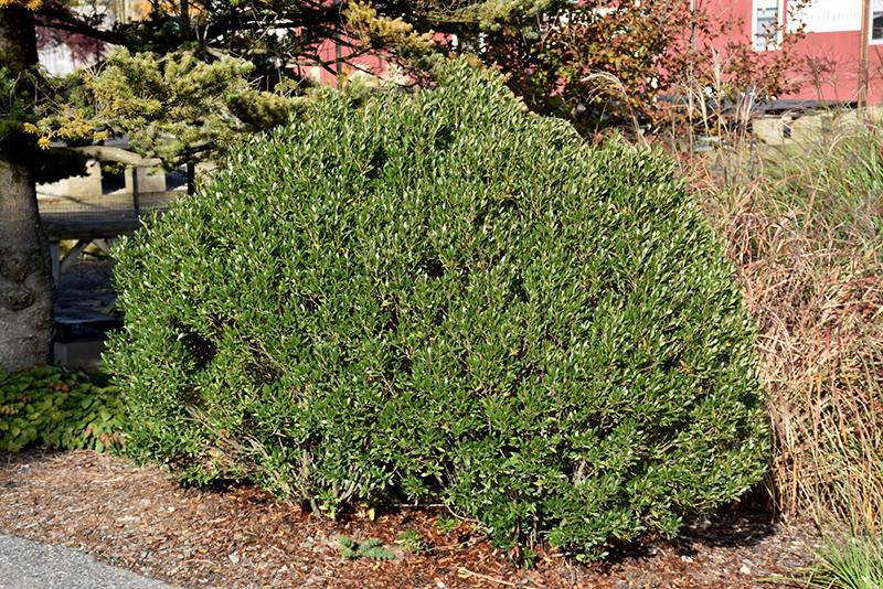 Ilex Glabra 'shamrock', Mini Evergreen - View 25 from www redcrocus com