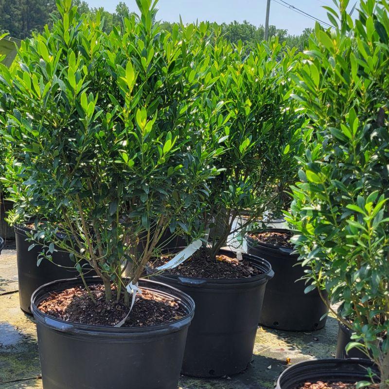 Ilex Glabra 'shamrock', Mini Evergreen - View 3 from www redcrocus com