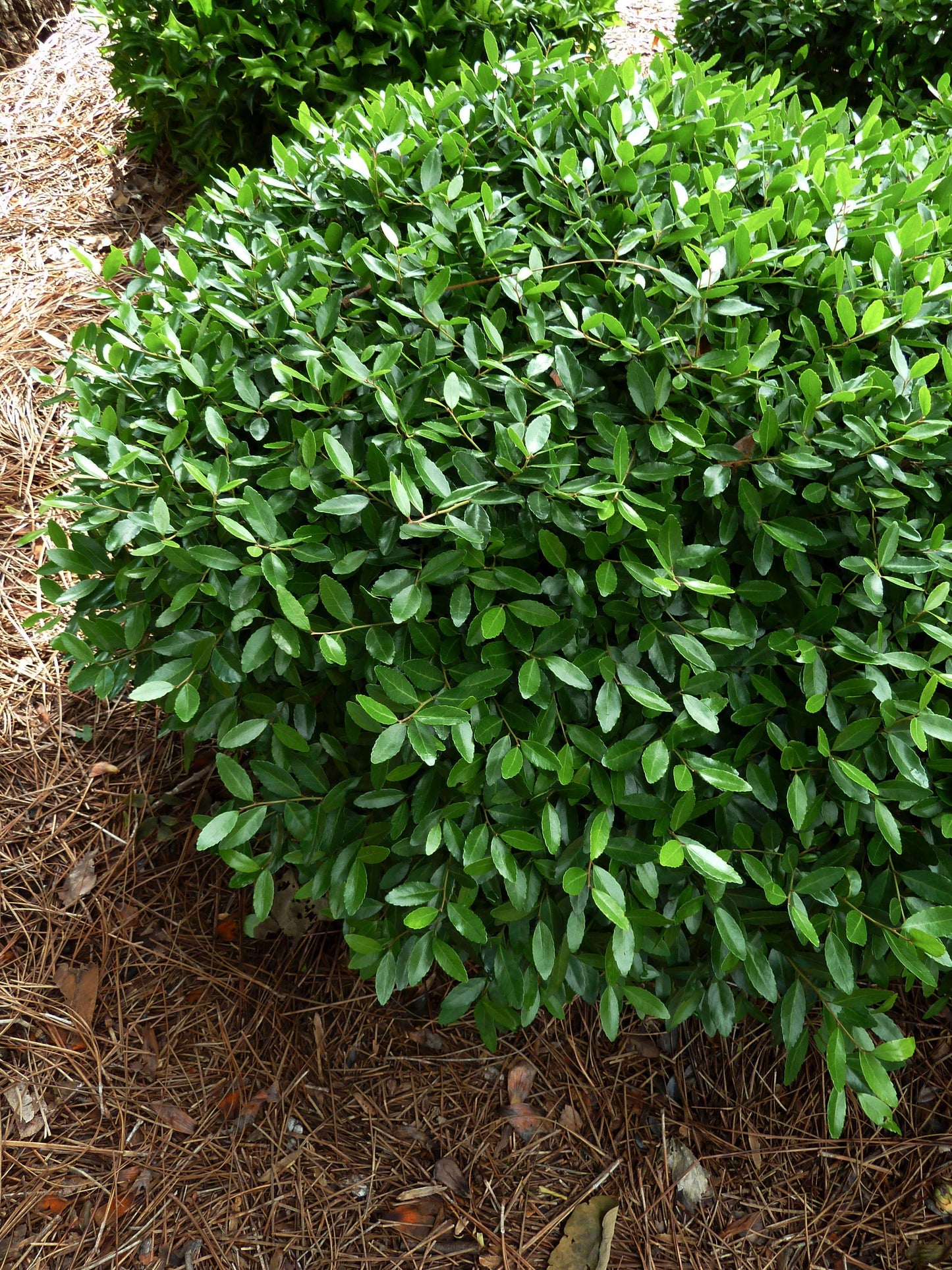 Ilex Glabra 'shamrock', Mini Evergreen - View 7 from www redcrocus com