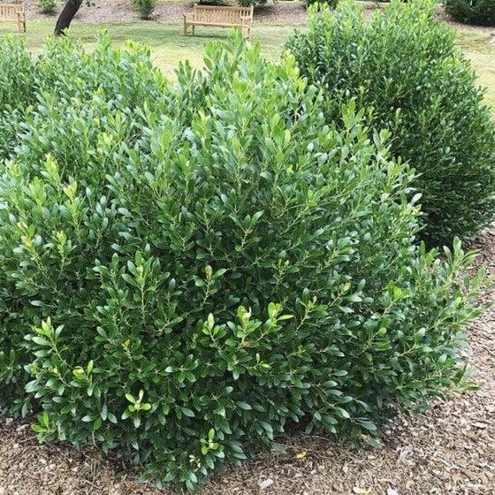 Ilex Glabra 'shamrock', Mini Evergreen - View 8 from www redcrocus com
