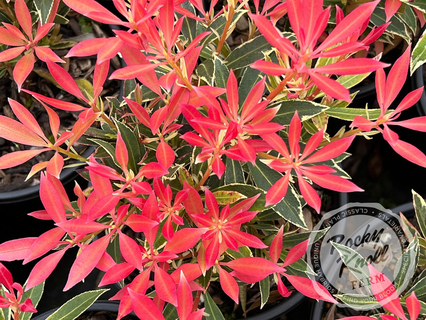 Pieris Japonica 'bisbee's Dwarf', Mini Evergreen - View 11 from www redcrocus com