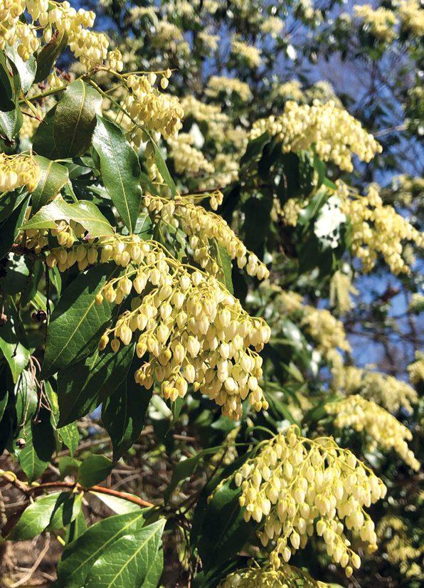 Pieris Japonica 'bisbee's Dwarf', Mini Evergreen - View 12 from www redcrocus com