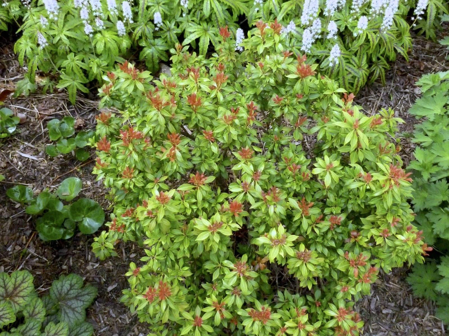 Pieris Japonica 'bisbee's Dwarf', Mini Evergreen - View 13 from www redcrocus com