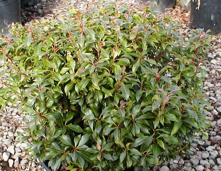 Pieris Japonica 'bisbee's Dwarf', Mini Evergreen - View 14 from www redcrocus com