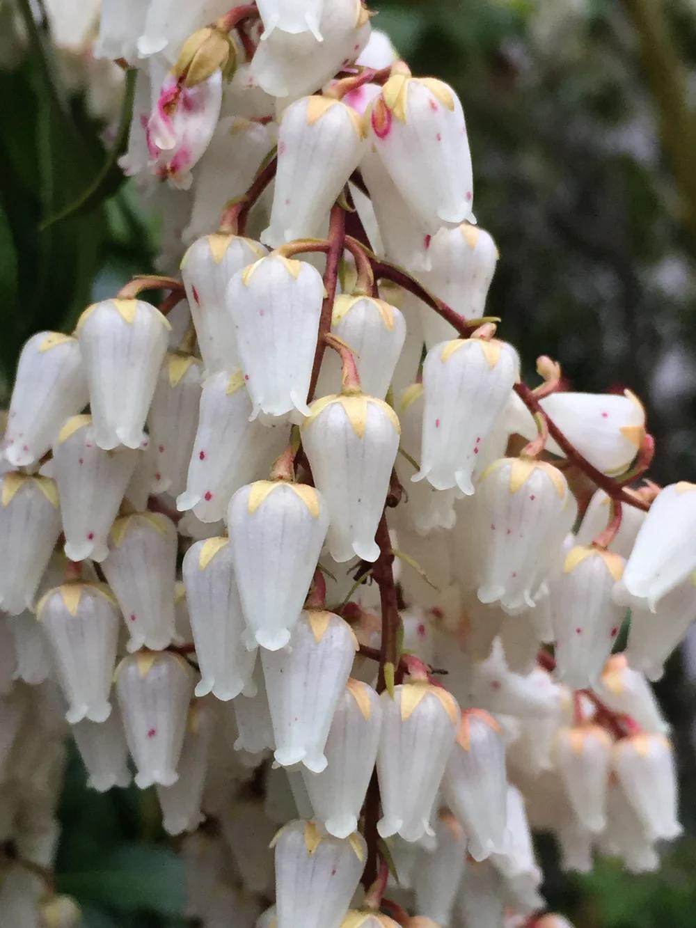 Pieris Japonica 'bisbee's Dwarf', Mini Evergreen - View 15 from www redcrocus com