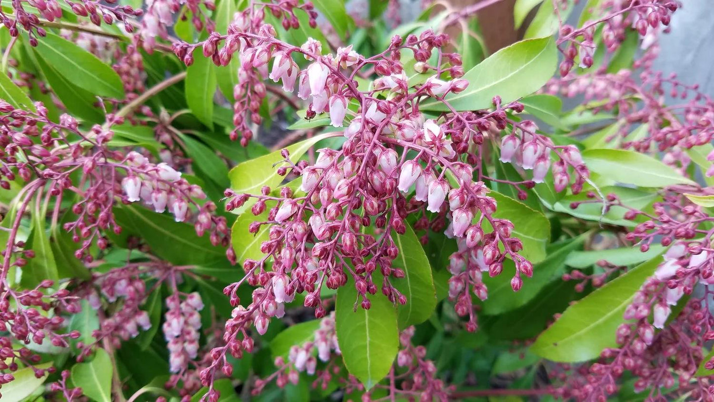 Pieris Japonica 'bisbee's Dwarf', Mini Evergreen - View 16 from www redcrocus com