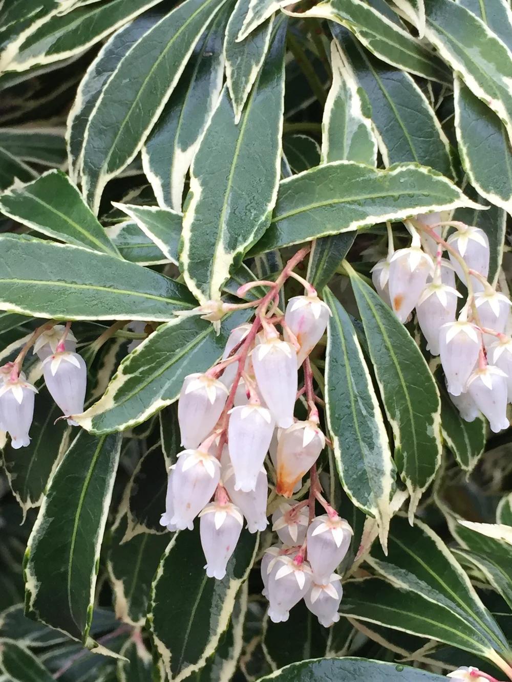Pieris Japonica 'bisbee's Dwarf', Mini Evergreen - View 17 from www redcrocus com