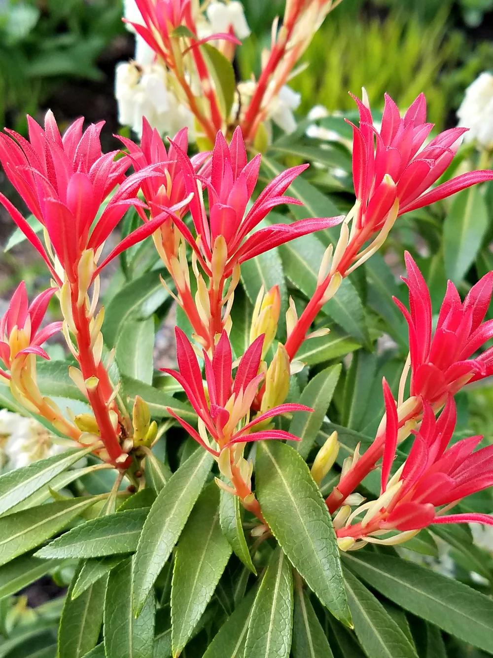 Pieris Japonica 'bisbee's Dwarf', Mini Evergreen - View 18 from www redcrocus com