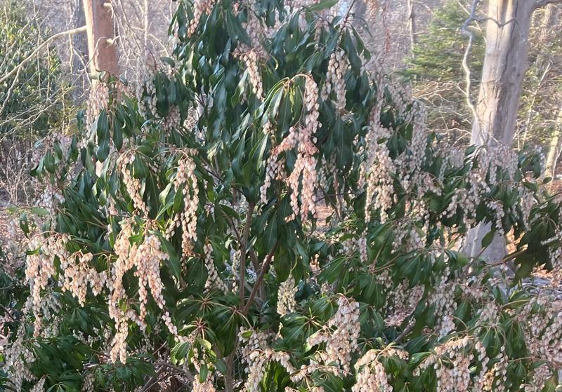 Pieris Japonica 'bisbee's Dwarf', Mini Evergreen - View 20 from www redcrocus com