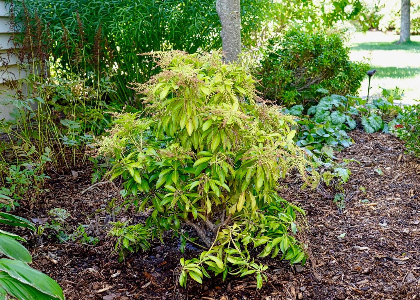 Pieris Japonica 'bisbee's Dwarf', Mini Evergreen - View 21 from www redcrocus com