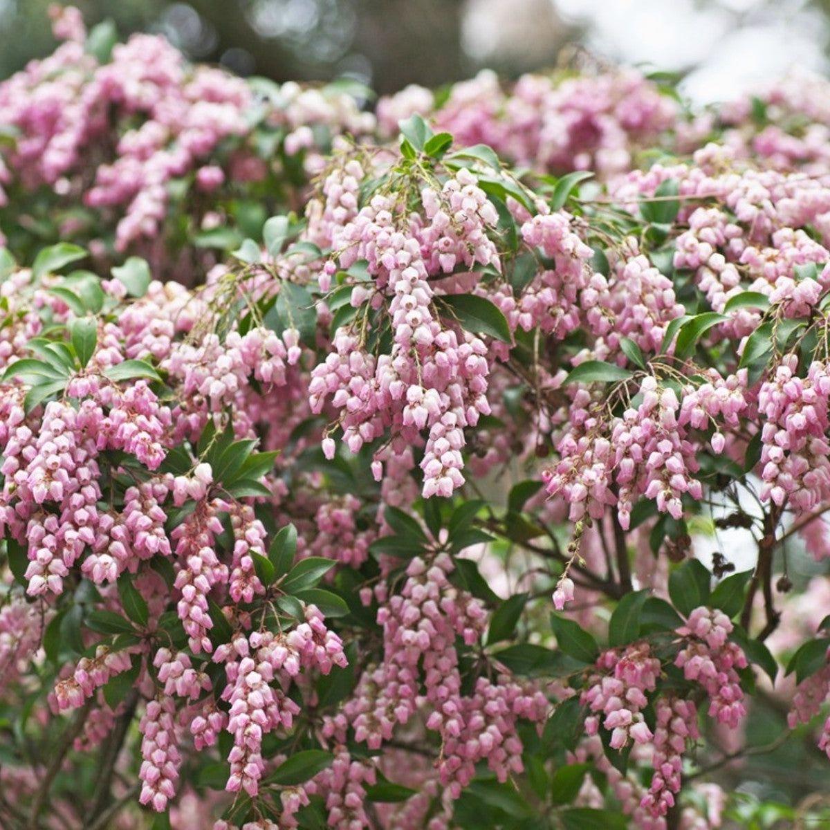 Pieris Japonica 'bisbee's Dwarf', Mini Evergreen - View 22 from www redcrocus com