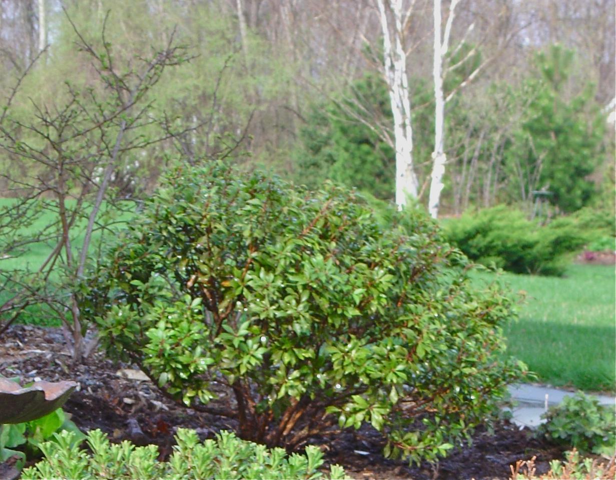 Pieris Japonica 'bisbee's Dwarf', Mini Evergreen - View 23 from www redcrocus com
