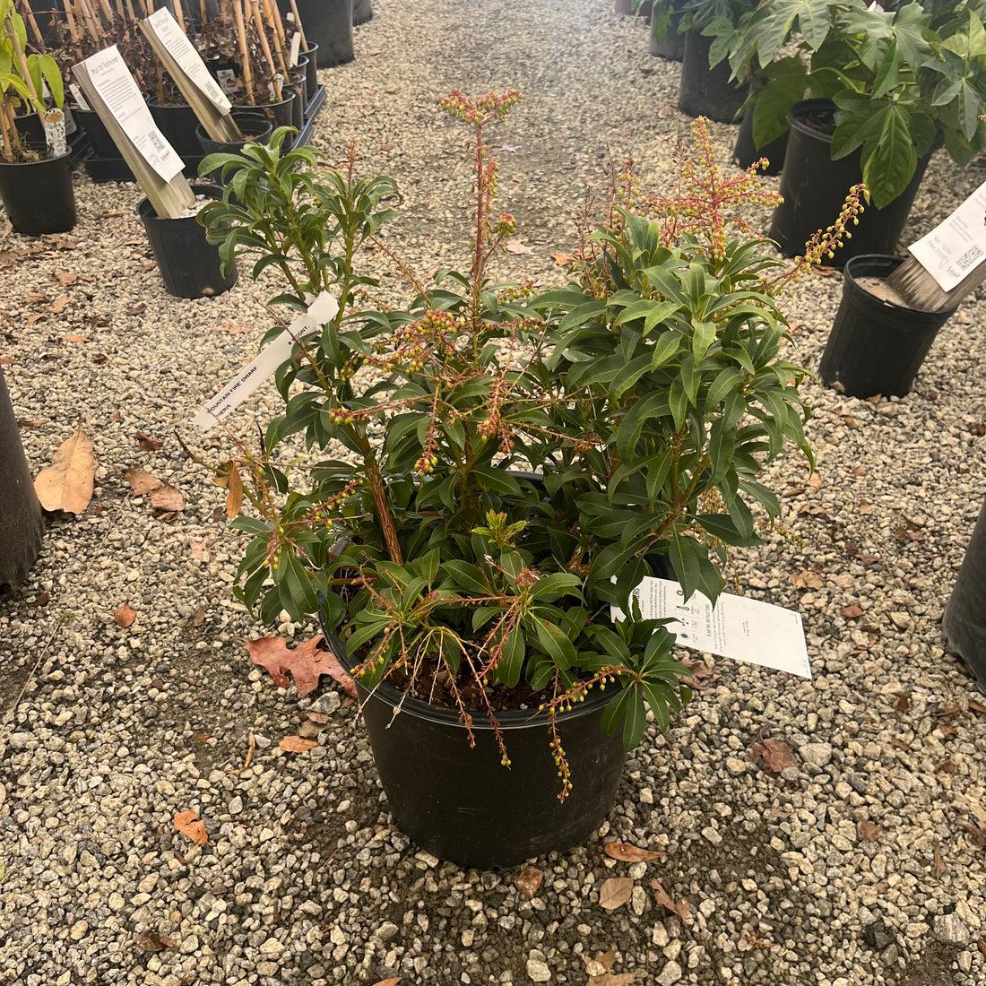 Pieris Japonica 'bisbee's Dwarf', Mini Evergreen - View 24 from www redcrocus com