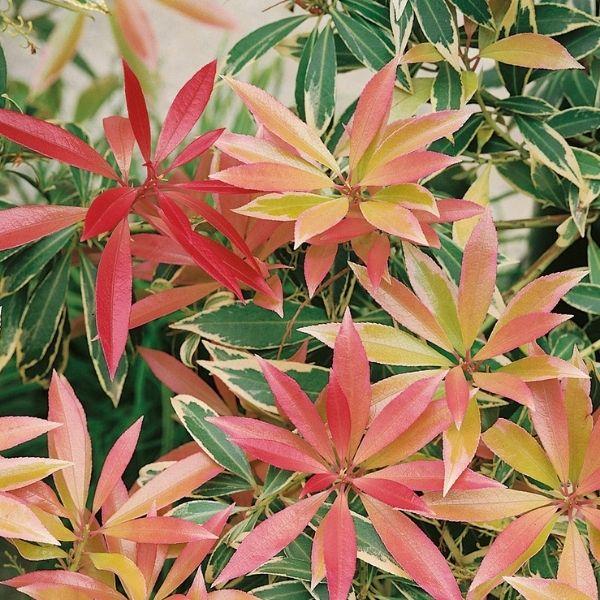 Pieris Japonica 'bisbee's Dwarf', Mini Evergreen - View 25 from www redcrocus com