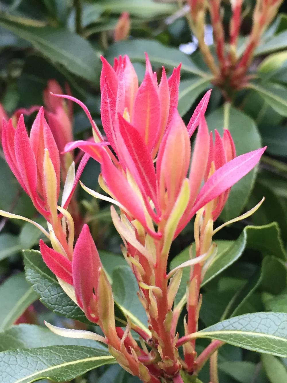 Pieris Japonica 'bisbee's Dwarf', Mini Evergreen - View 26 from www redcrocus com
