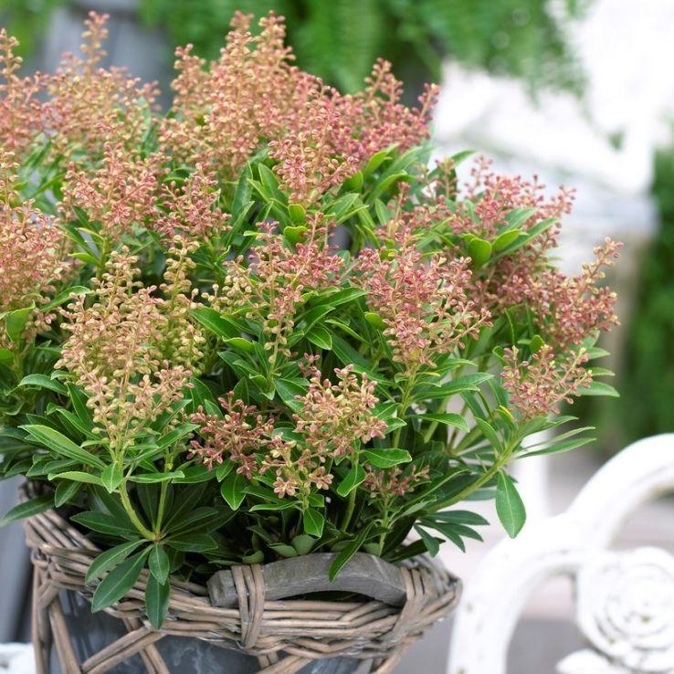 Pieris Japonica 'bisbee's Dwarf', Mini Evergreen - View 27 from www redcrocus com