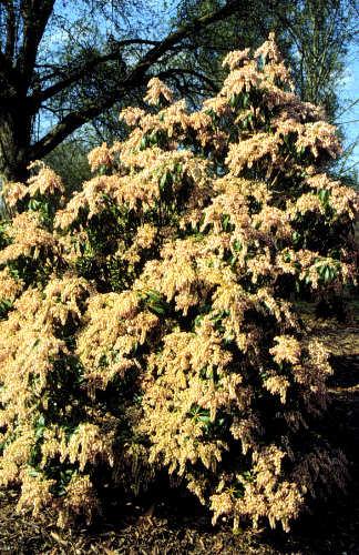 Pieris Japonica 'bisbee's Dwarf', Mini Evergreen - View 31 from www redcrocus com