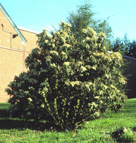 Pieris Japonica 'bisbee's Dwarf', Mini Evergreen - View 32 from www redcrocus com
