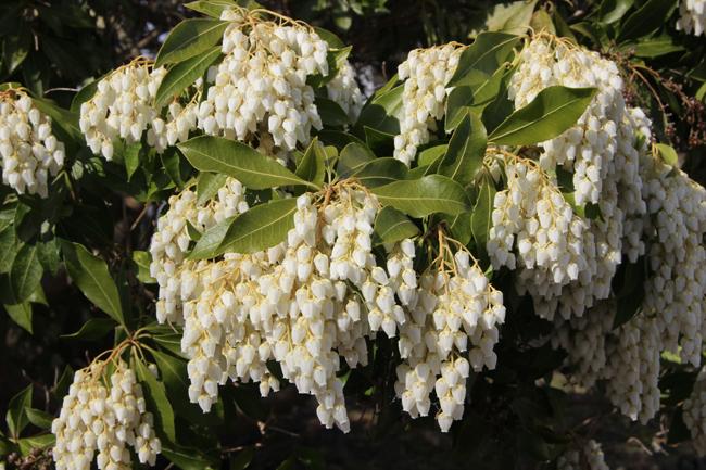 Pieris Japonica 'bisbee's Dwarf', Mini Evergreen - View 34 from www redcrocus com