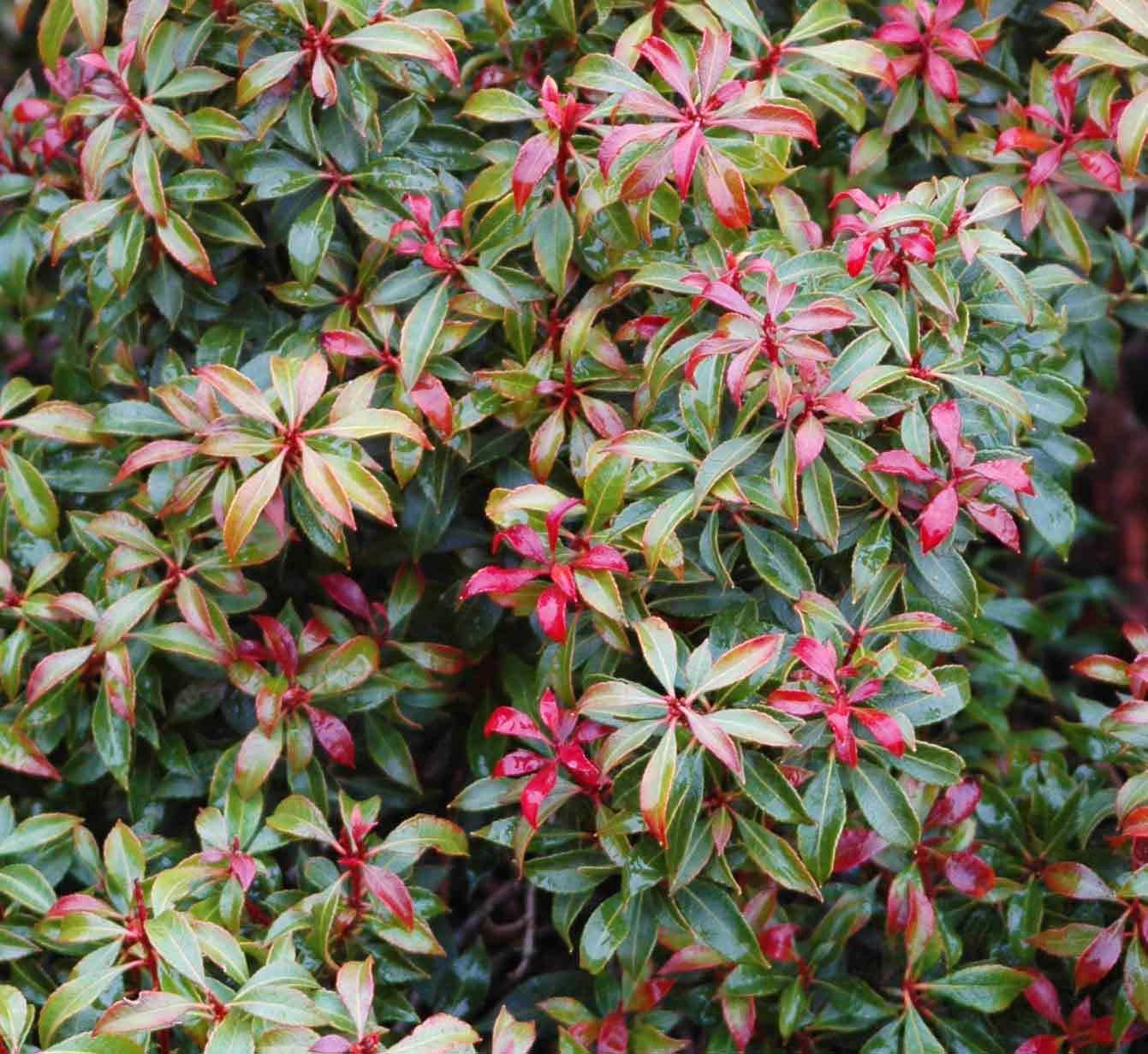 Pieris Japonica 'bisbee's Dwarf', Mini Evergreen - View 3 from www redcrocus com