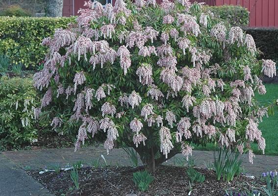 Pieris Japonica 'bisbee's Dwarf', Mini Evergreen - View 6 from www redcrocus com