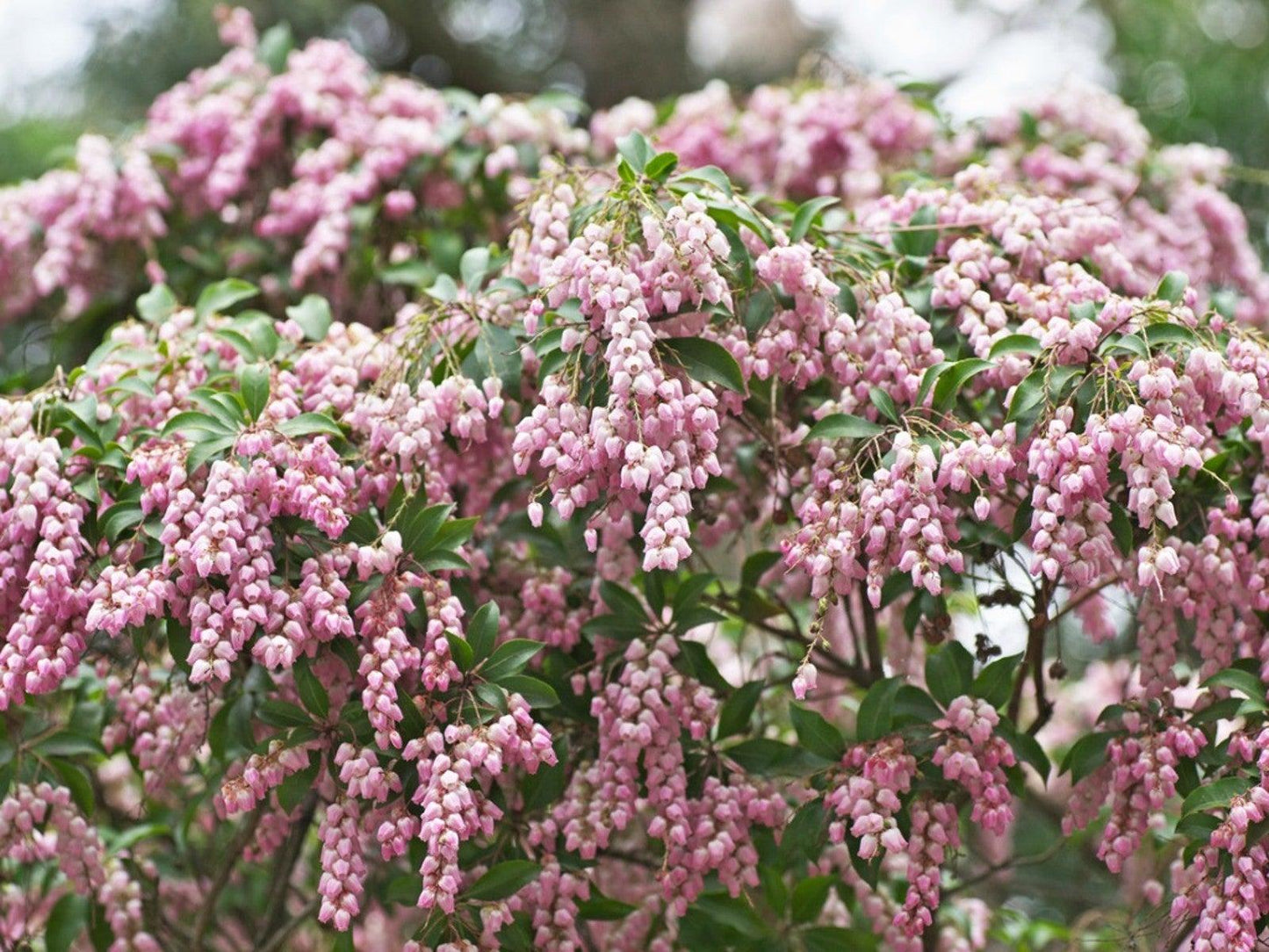 Pieris Japonica 'bisbee's Dwarf', Mini Evergreen - View 7 from www redcrocus com