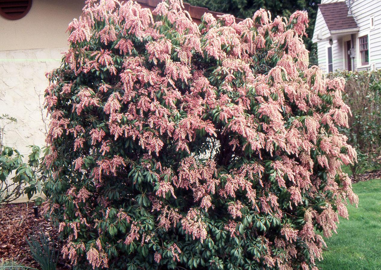 Pieris Japonica 'bisbee's Dwarf', Mini Evergreen - View 8 from www redcrocus com