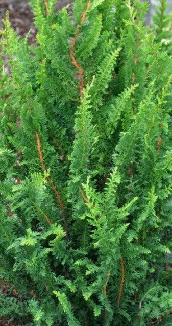 Chamaecyparis Obtusa 'filicoides', Mini Evergreen - View 11 from www redcrocus com