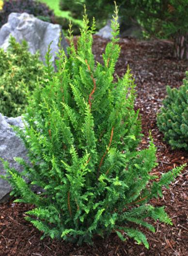 Chamaecyparis Obtusa 'filicoides', Mini Evergreen - View 13 from www redcrocus com