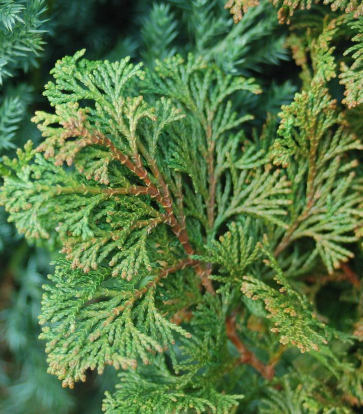 Chamaecyparis Obtusa 'filicoides', Mini Evergreen - View 14 from www redcrocus com