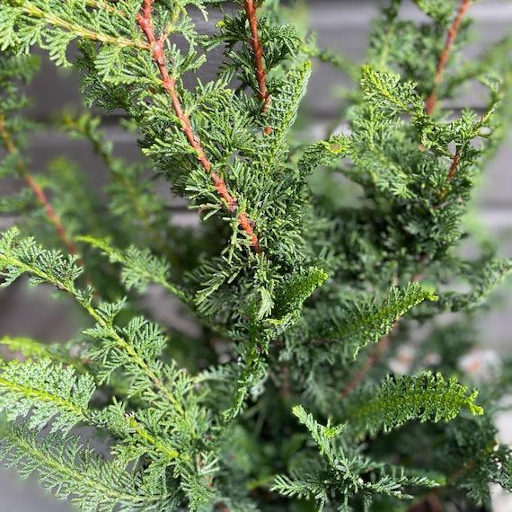 Chamaecyparis Obtusa 'filicoides', Mini Evergreen - View 16 from www redcrocus com