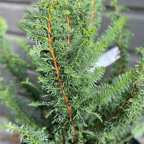 Chamaecyparis Obtusa 'filicoides', Mini Evergreen - View 17 from www redcrocus com