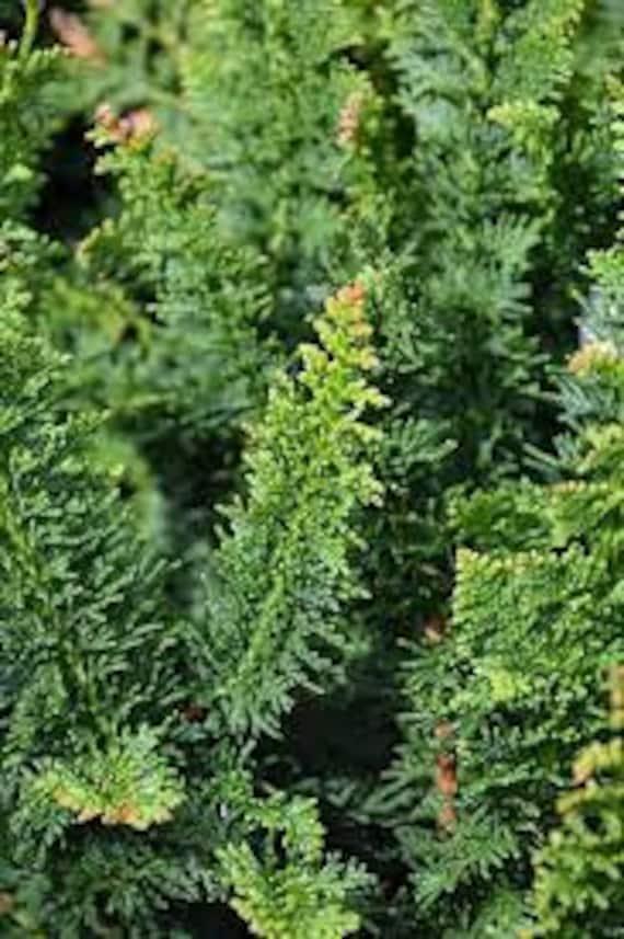 Chamaecyparis Obtusa 'filicoides', Mini Evergreen - View 22 from www redcrocus com