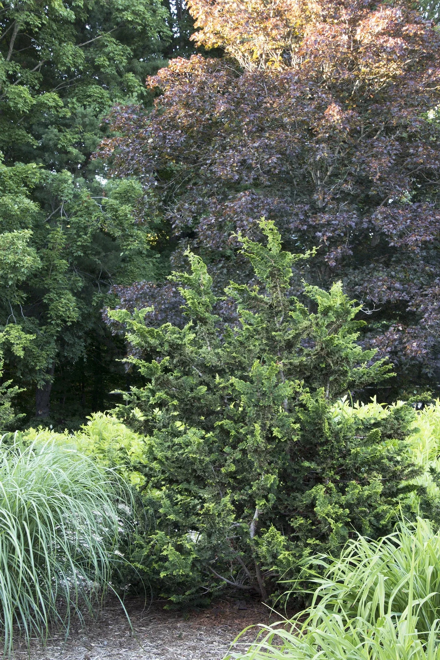Chamaecyparis Obtusa 'filicoides', Mini Evergreen - View 24 from www redcrocus com