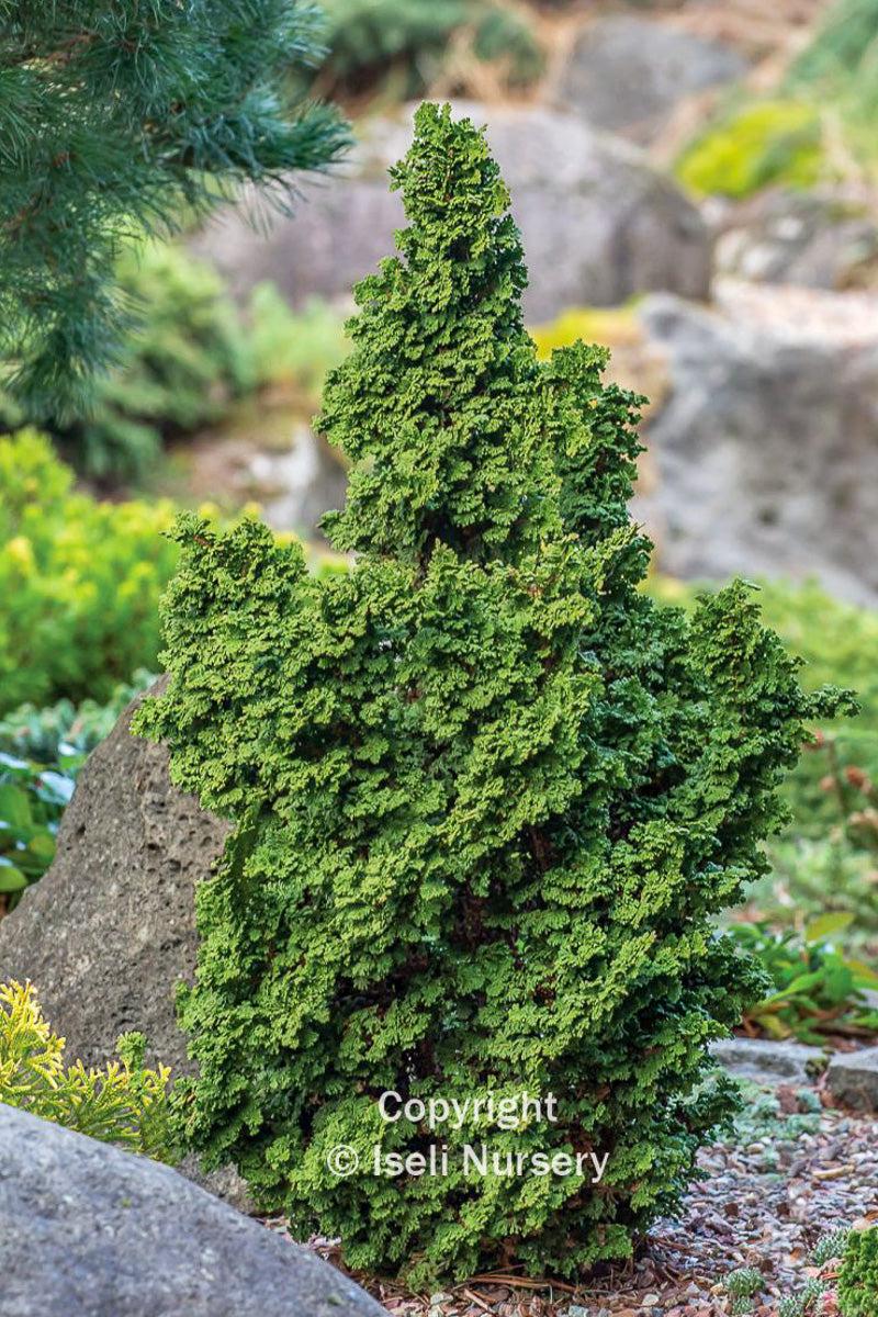 Chamaecyparis Obtusa 'filicoides', Mini Evergreen - View 36 from www redcrocus com