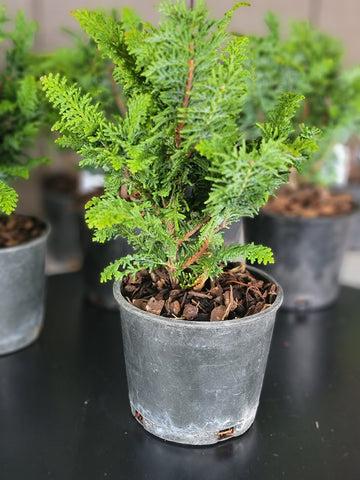 Chamaecyparis Obtusa 'filicoides', Mini Evergreen - View 38 from www redcrocus com