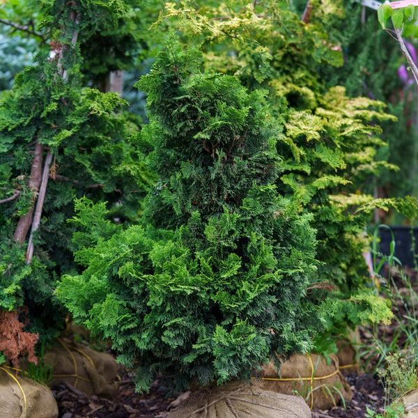 Chamaecyparis Obtusa 'nana Gracilis', Mini Evergreen - View 12 from www redcrocus com
